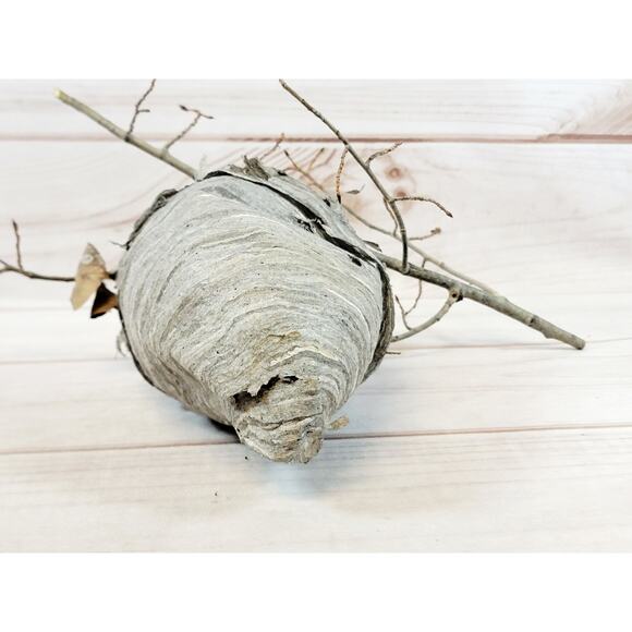 Large Real Hornet's Nest Hive Paper Wasp Bee Decor From Utah Mountains 10" x 6" - Picture 11 of 11